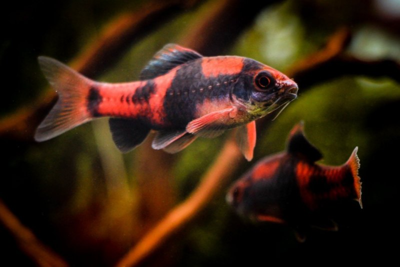 Барбус синештриховый