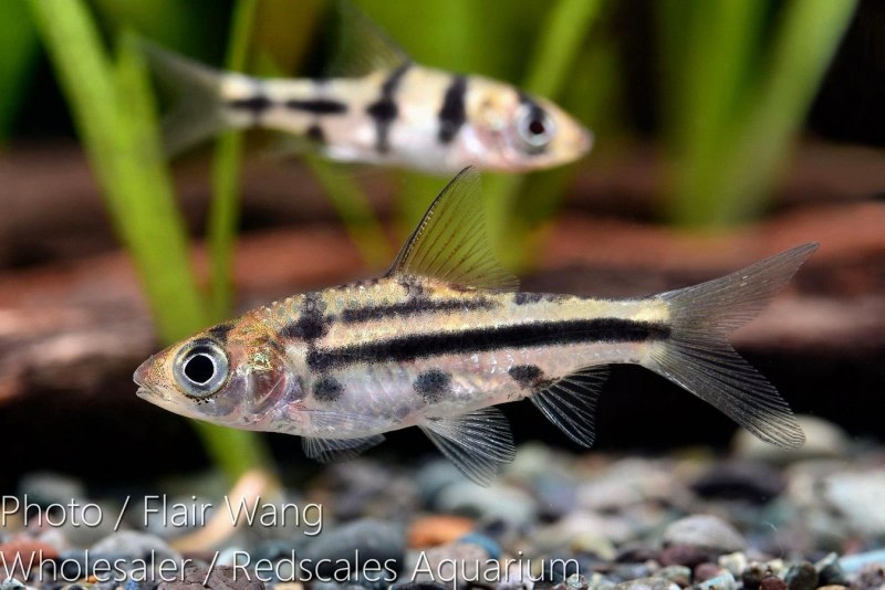 Макропод Оперкулярис