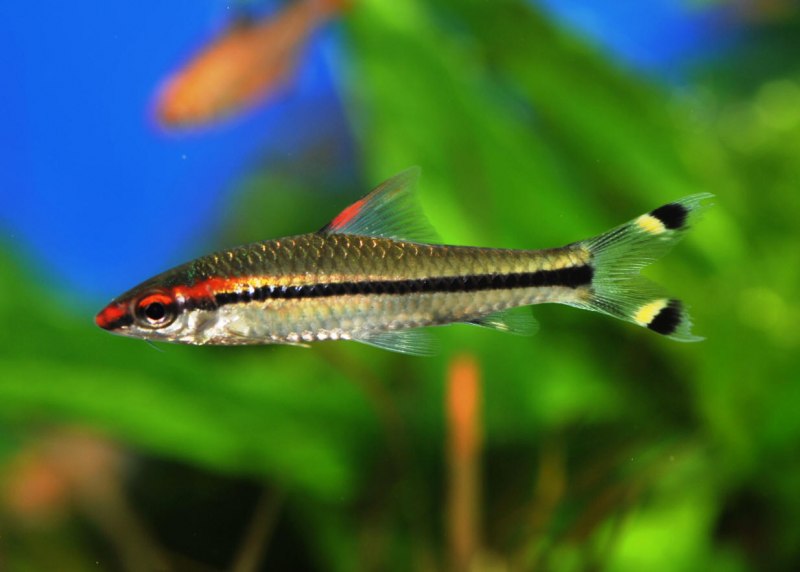 Барбус денисони золотой