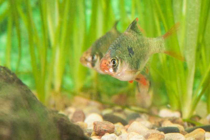 Орнатус черный