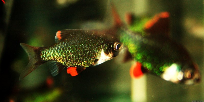 Рыбка Барбус суматранский