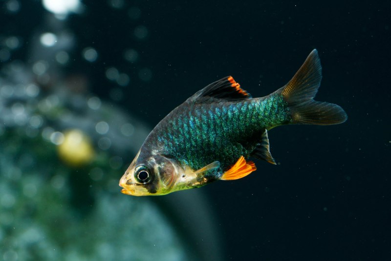 Рыбка Барбус суматранский