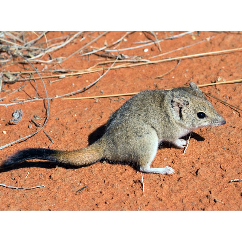 Кенгуровые крысы (сумчатые)