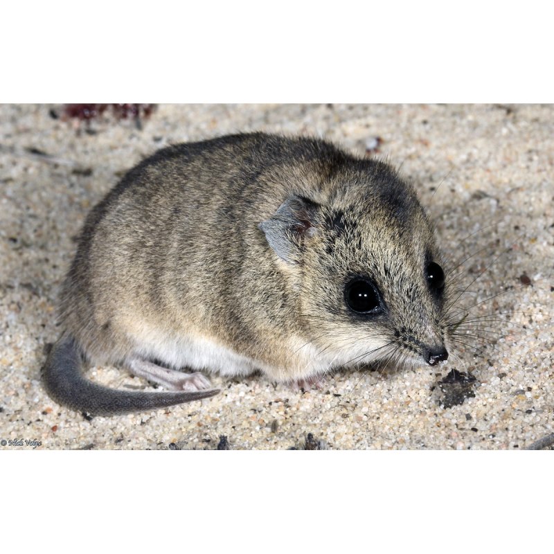 Жирнохвостая сумчатая мышь