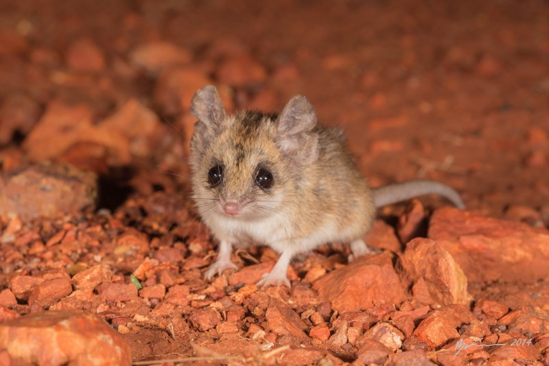 Сумчатая землеройка