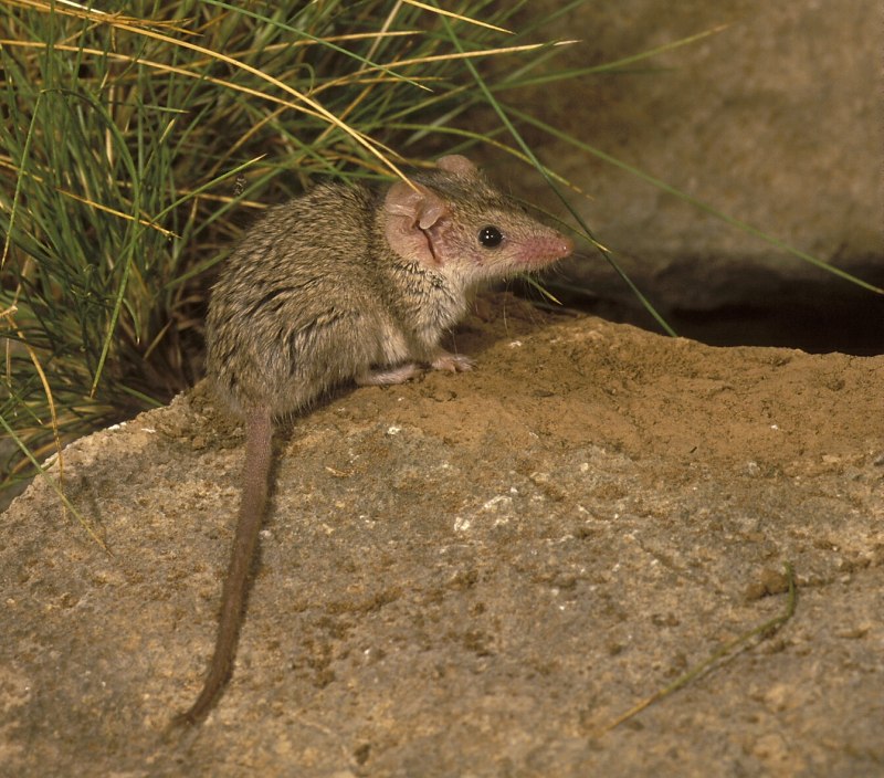 Северная сумчатая мышь