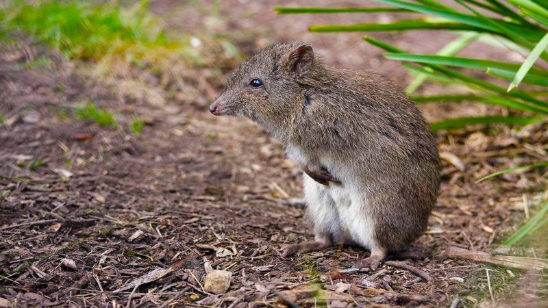 Кенгуровые крысы (сумчатые)