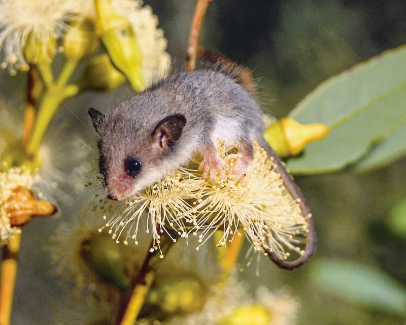 Австралийский карликовый Летучий кускус