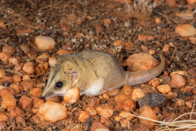 Жирнохвостая сумчатая мышь