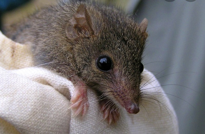 Австралийская сумчатая крыса