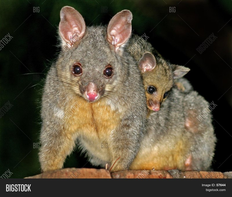 Сумчатый поссум кузу