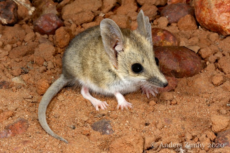 Мускусная кенгуровая крыса
