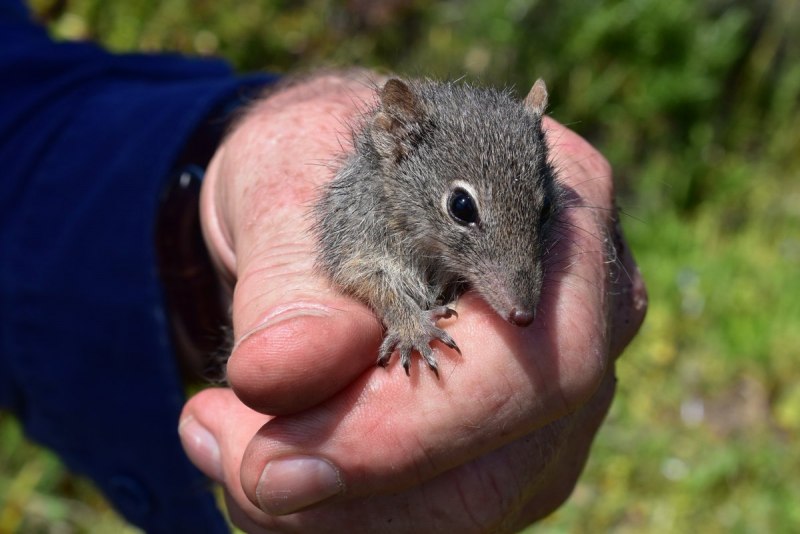 Крапчатая сумчатая мышь