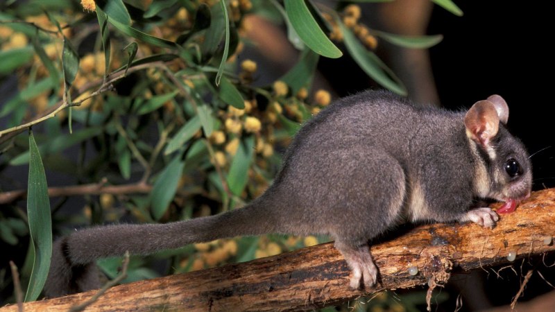 Кольцехвостый поссум