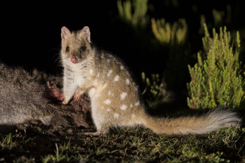 Пятнистохвостая сумчатая куница