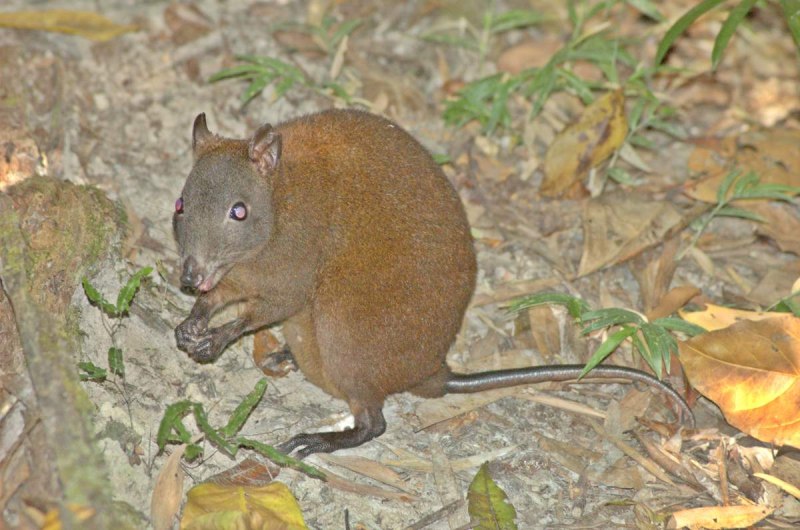 Мускусная кенгуровая крыса