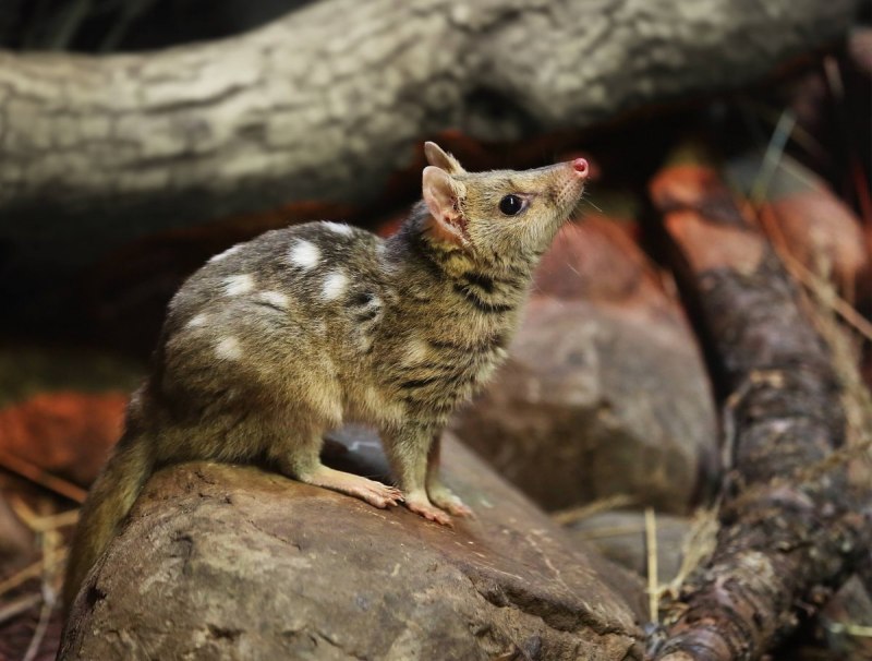 Пятнистохвостатая сумчатая куница