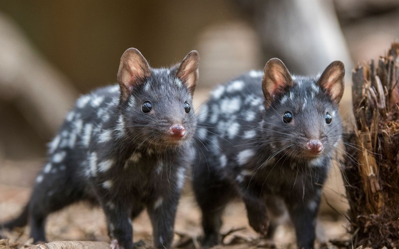 Крапчатая сумчатая куница или кволл