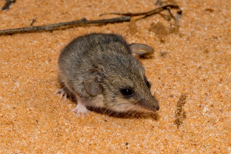 Сумчатая мышь Кимберли