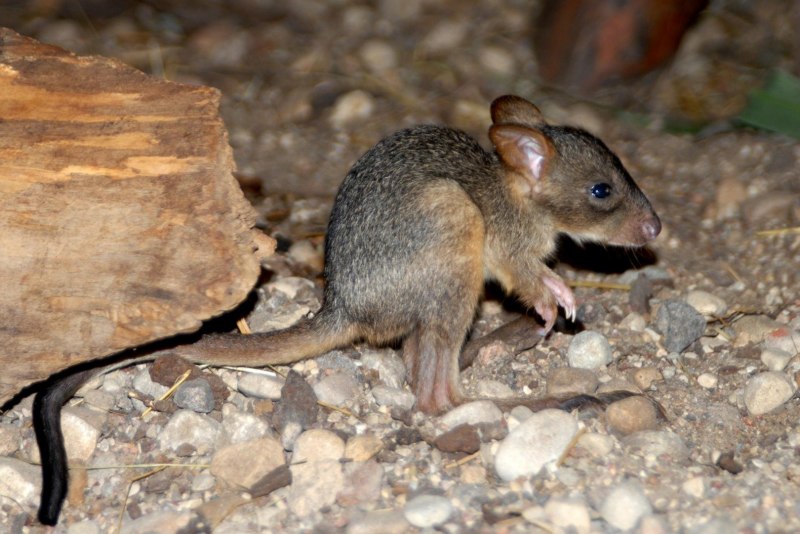 Кенгуровые крысы (сумчатые)