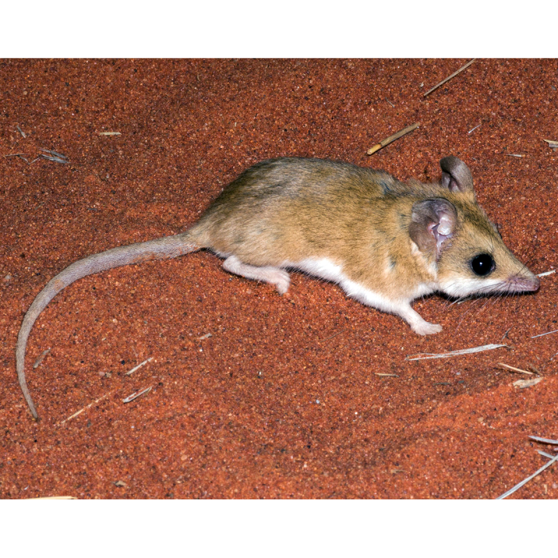 Жирнохвостая сумчатая мышь