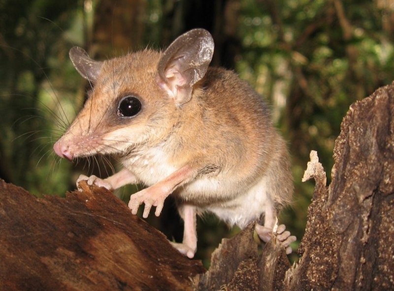 Сумчатый тушканчик Австралии