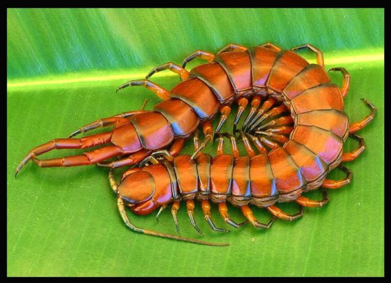 Губоногие многоножки