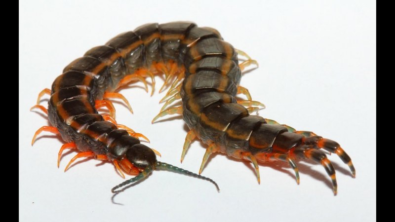 Калифорнийская сколопендра