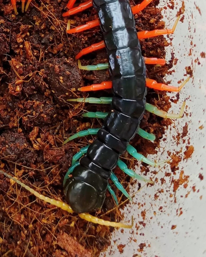 Крымская кольчатая сколопендра