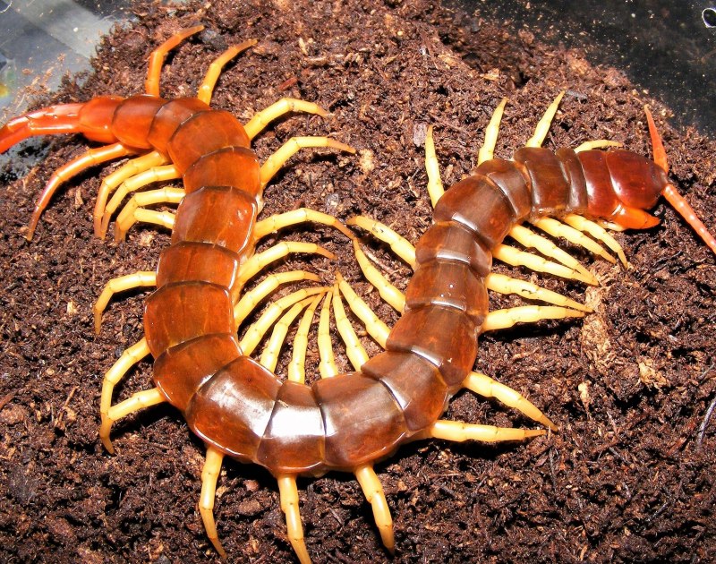 Рыжая сколопендра