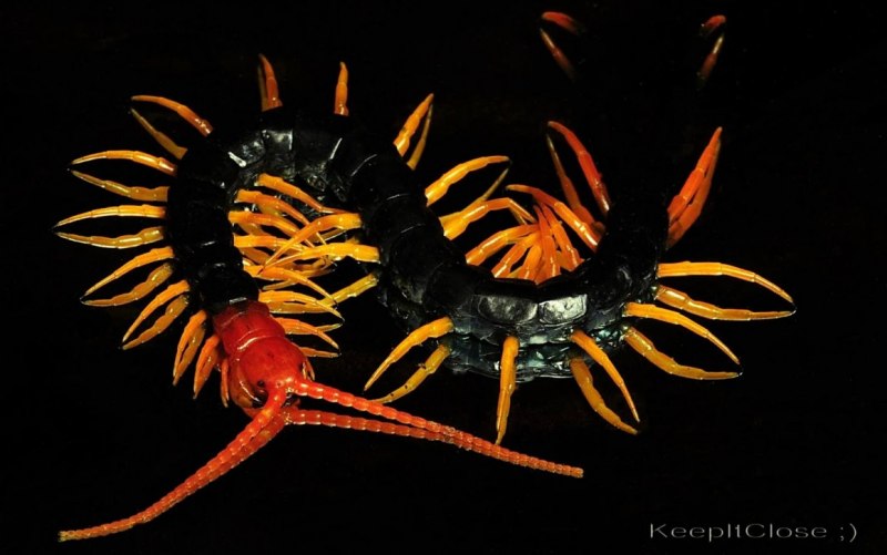 Giant Scolopendra Centipede