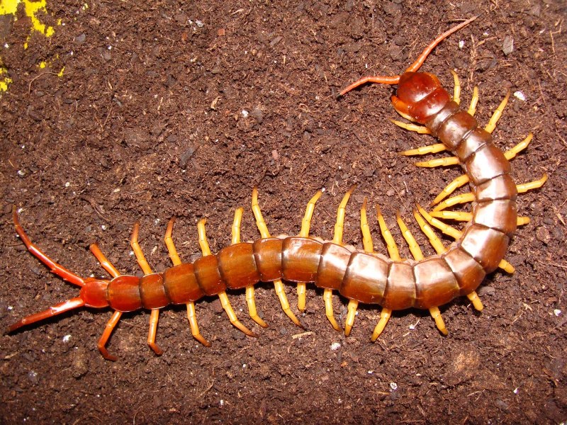 Крымская кольчатая сколопендра