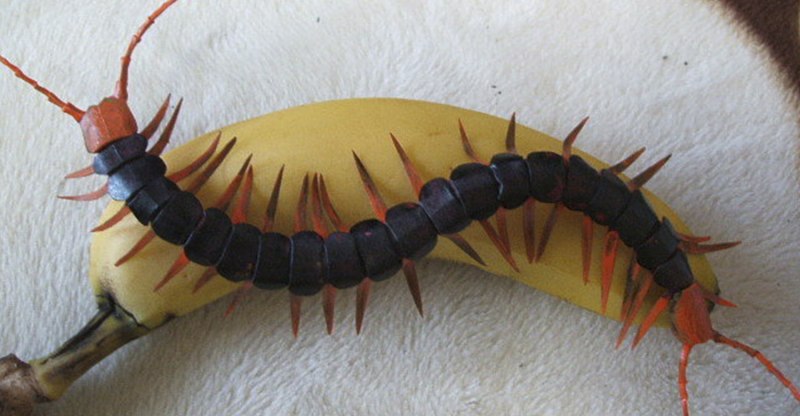 Японская сороконожка Мукадэ