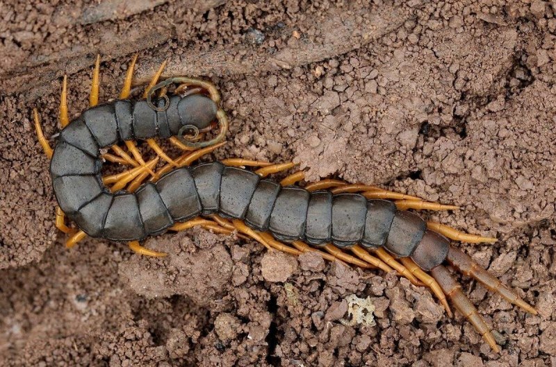 Сороконожка сколопендра