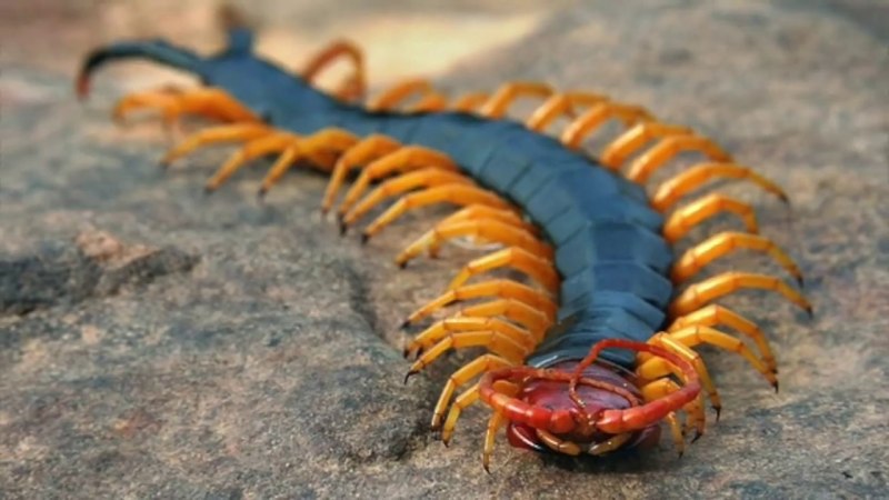 Гигантская пустынная сколопендра