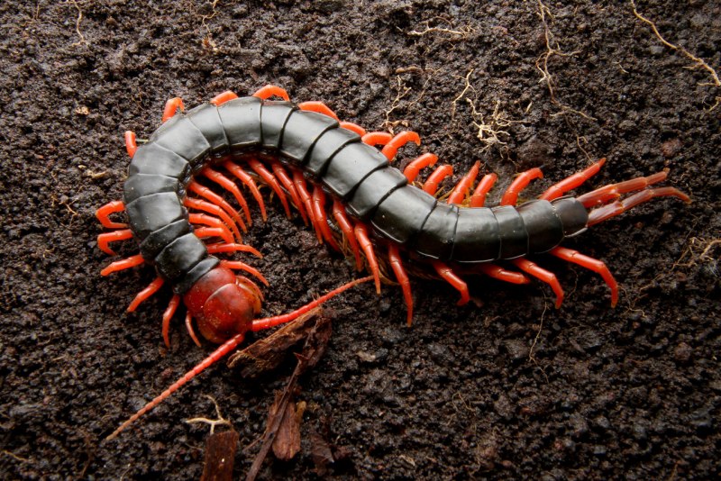 Калифорнийская сколопендра