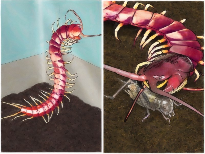 Гигантская сколопендра хелицеры