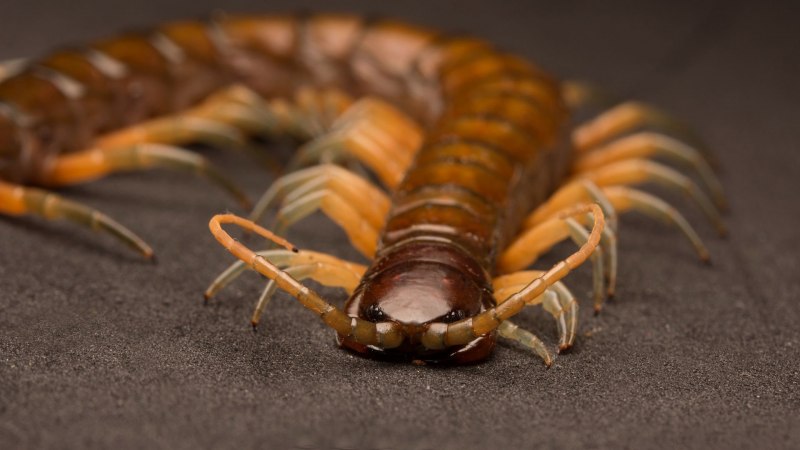 Amazonian giant Centipede