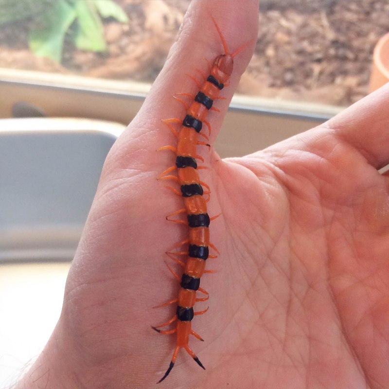 Сороконожка двухвостка