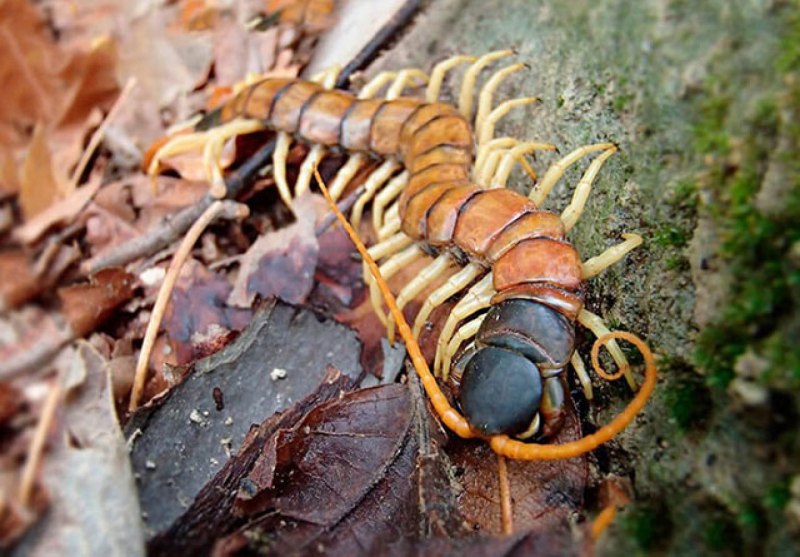 Калифорнийская сколопендра