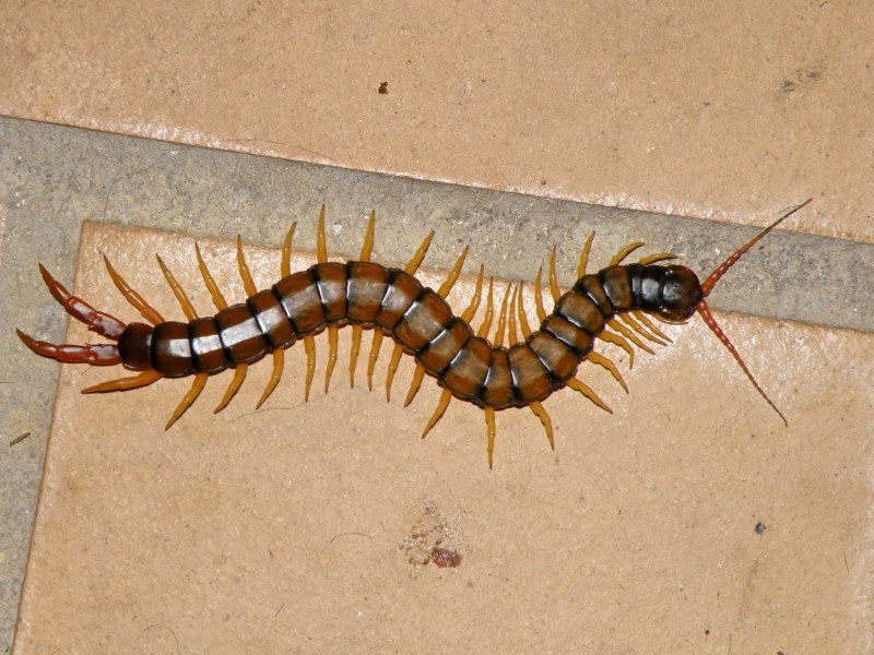 Калифорнийская сколопендра