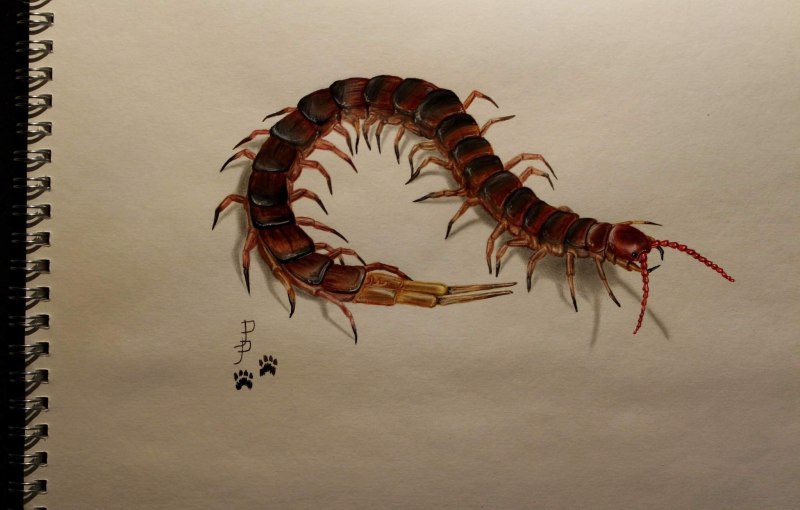 Монстр многоножка сколопендра