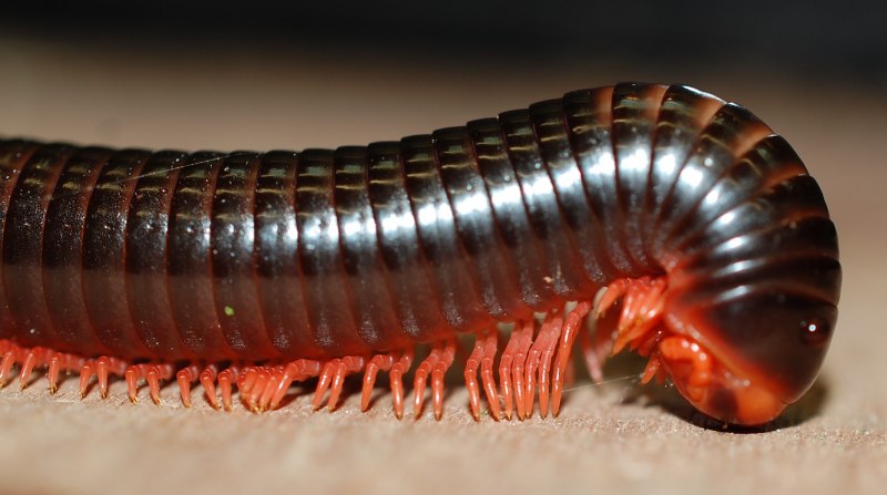 Сороконожка сколопендра