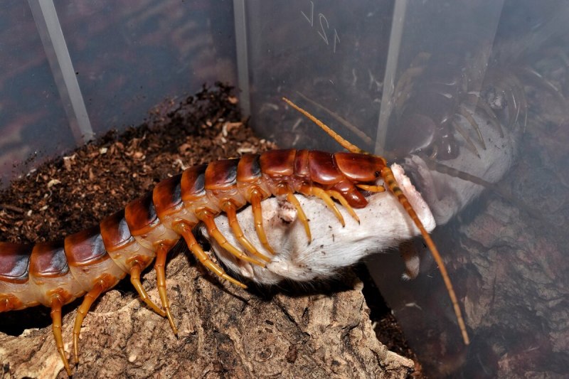 Крымская кольчатая сколопендра