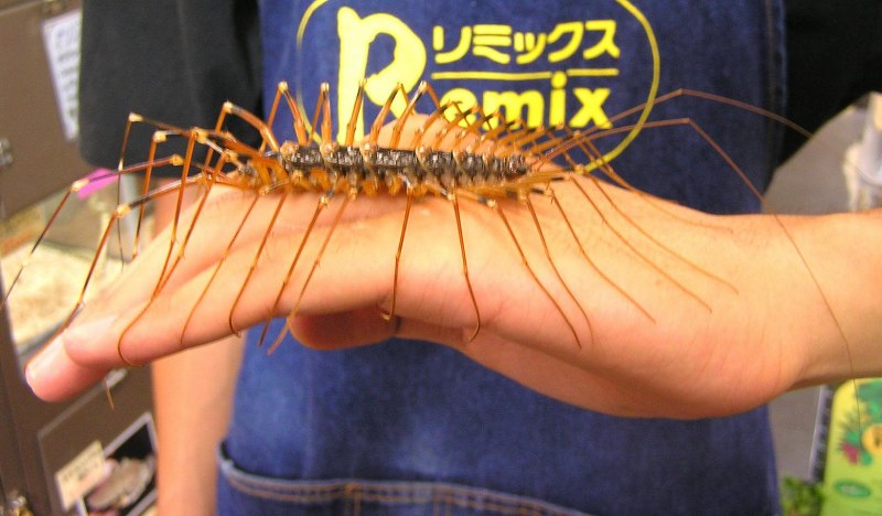 Крымская многоножка мухоловка