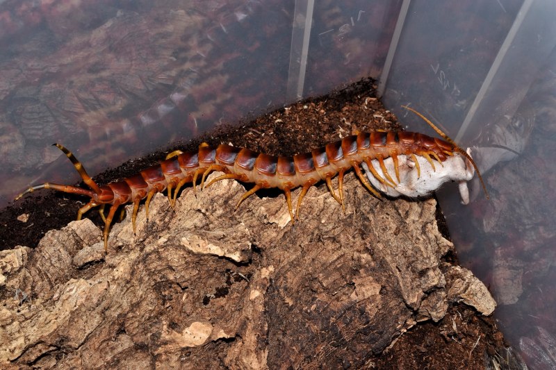 Обыкновенная мухоловка многоножка