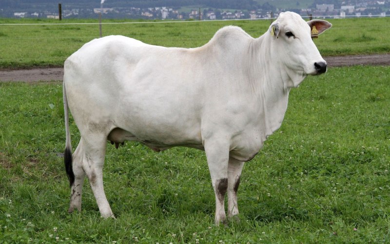 Порода зебу