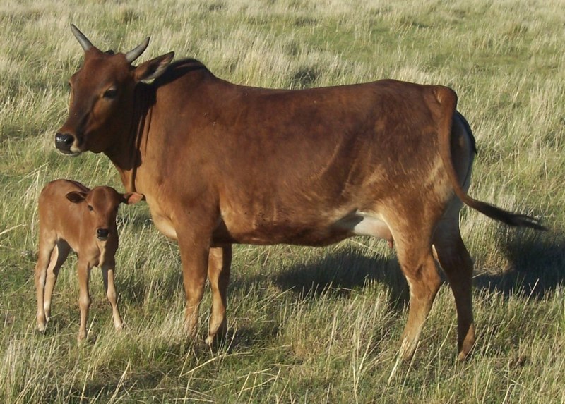 Индийская корова зебу