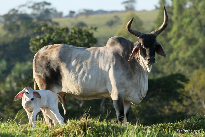 Индийский зебу