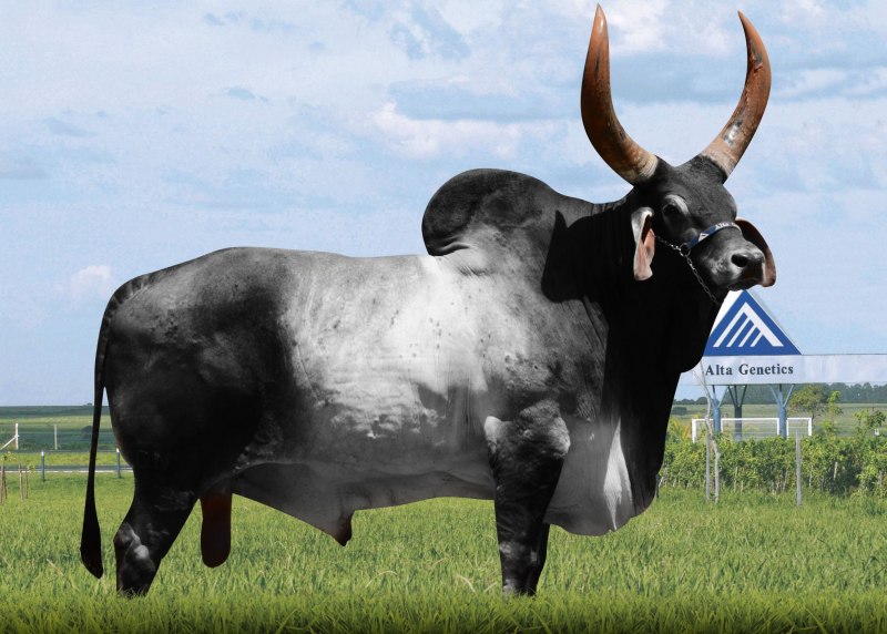 Корова породы зебу